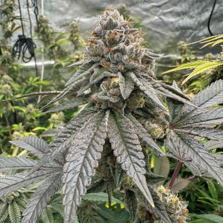 SinMint Cookies- Fall Photos
