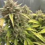 Mimosa x Orange Punch-Summer Autos 2025
