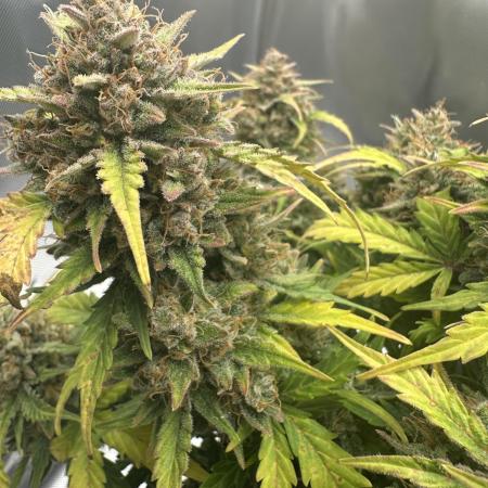 Mimosa x Orange Punch-Summer Autos 2025