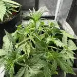Mimosa x Orange Punch auto