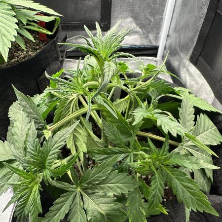 Mimosa x Orange Punch auto
