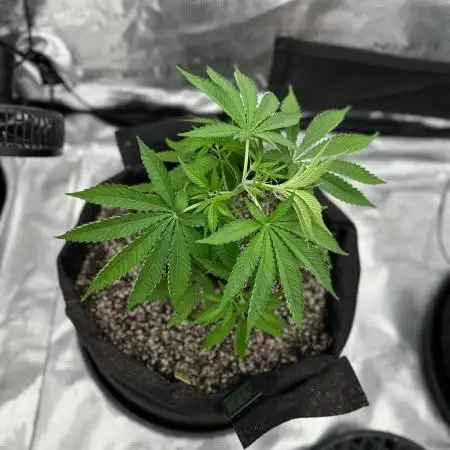 Fall 2026 Grow