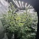 BananaCane- Fall Photos