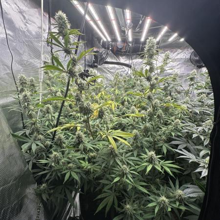 BananaCane- Fall Photos