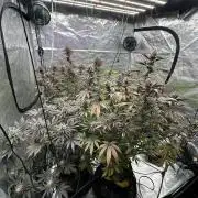 Spring 2026 Grow