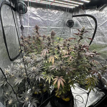 Spring 2026 Grow