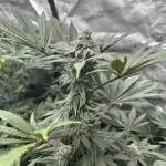 Sugar Rim- Fall Photos