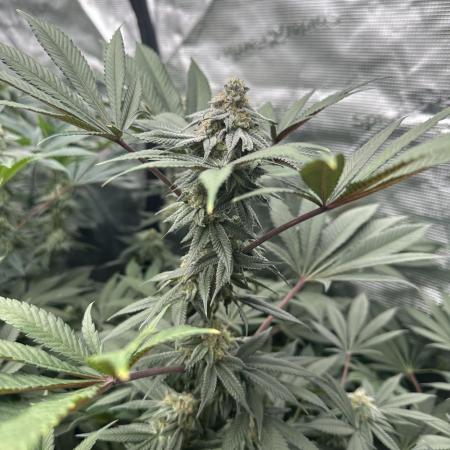 Sugar Rim- Fall Photos