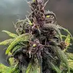 Devil Cream- Summer Autos 2025