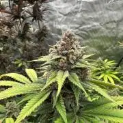 Spring 2026 Grow
