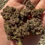 LSD-25—Summer Autos 2025