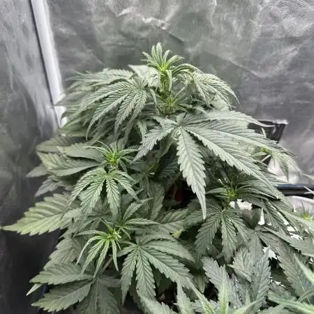 Skywalker x Toof Decay Auto