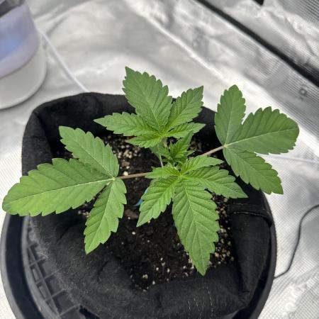Double Cherry Pie R1- Fall Photos