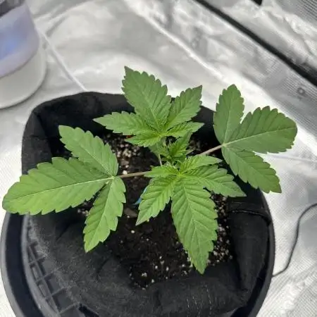 Double Cherry Pie R1- Fall Photos