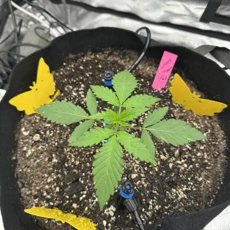 Spring 2026 Grow