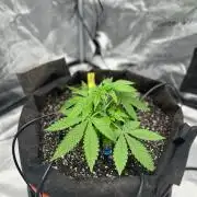 Fall 2026 Grow