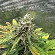 Spring 2026 Grow