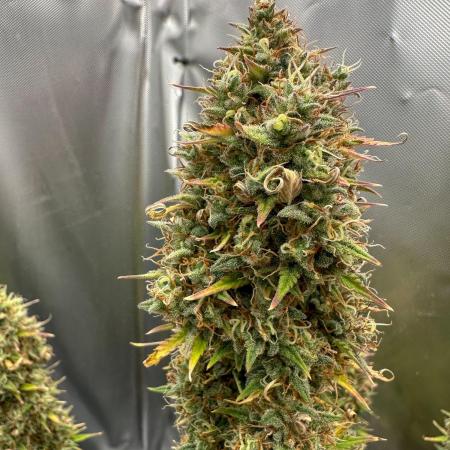 Gorilla Cookies- Summer Autos 2025