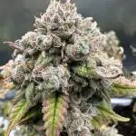 Lsd-25(#2)—Summer Autos 2025