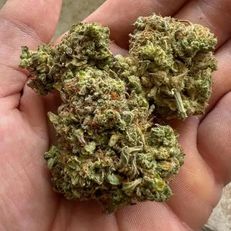 Mimosa x Orange Punch(#2)-Summer Autos 2025