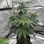 SinMint Cookies- Fall Photos