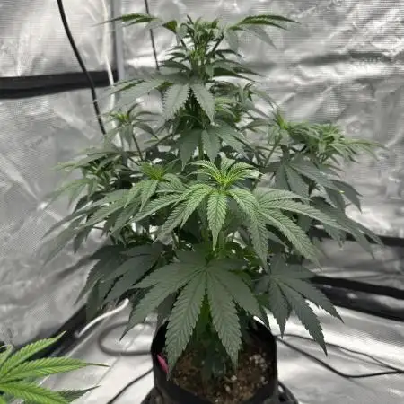 SinMint Cookies- Fall Photos