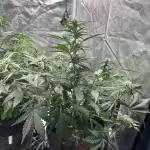 Mimosa x Orange Punch auto