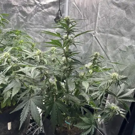 Mimosa x Orange Punch auto
