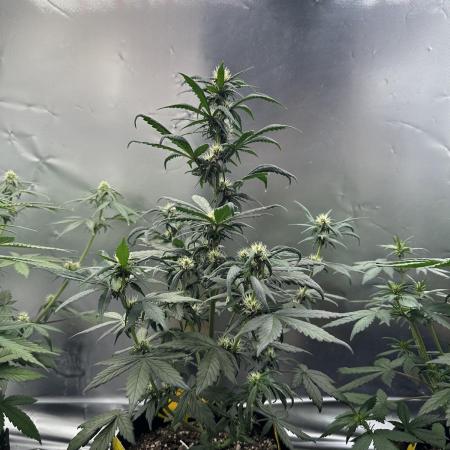 Devil Cream- Summer Autos 2025