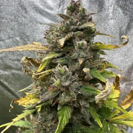 Mimosa x Orange Punch auto