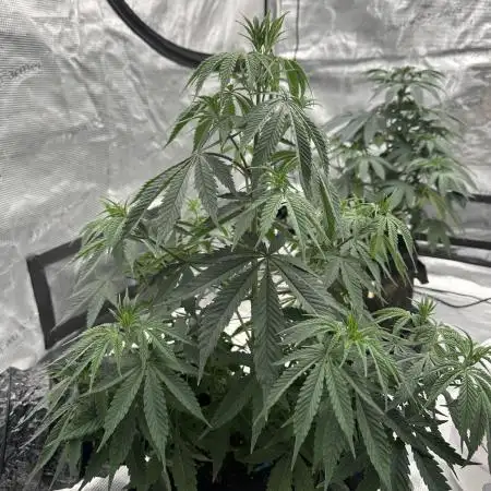 BananaCane- Fall Photos