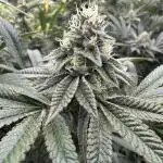 SinMint Cookies- Fall Photos