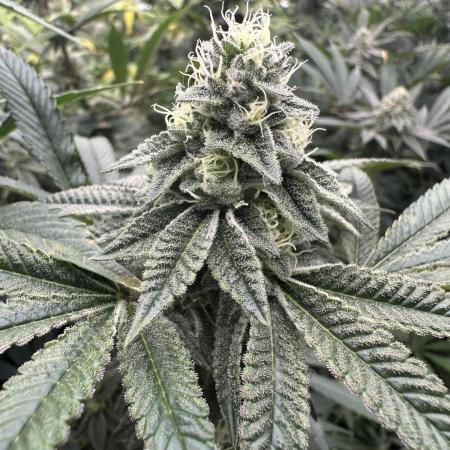 SinMint Cookies- Fall Photos