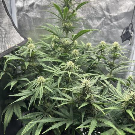 Mimosa x Orange Punch auto