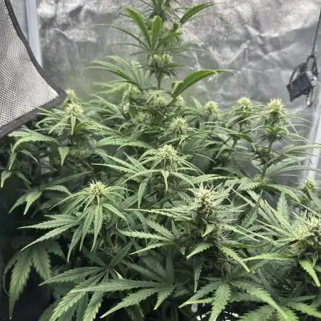 Mimosa x Orange Punch auto