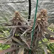 Spring 2026 Grow