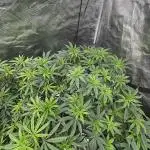 Double Cherry Pie R1- Fall Photos