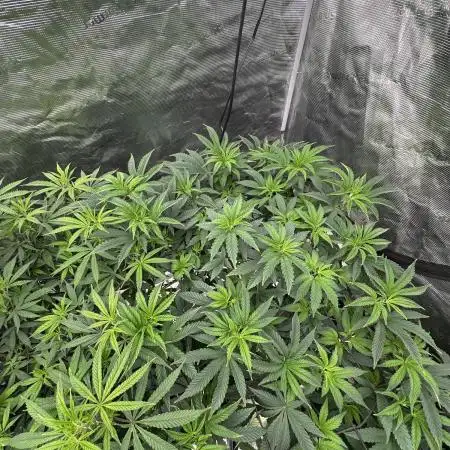 Double Cherry Pie R1- Fall Photos