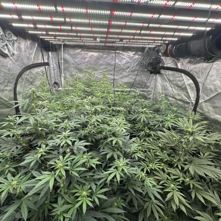 Double Cherry Pie R1- Fall Photos