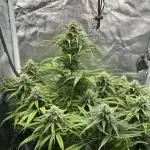 Skywalker x Toof Decay Auto