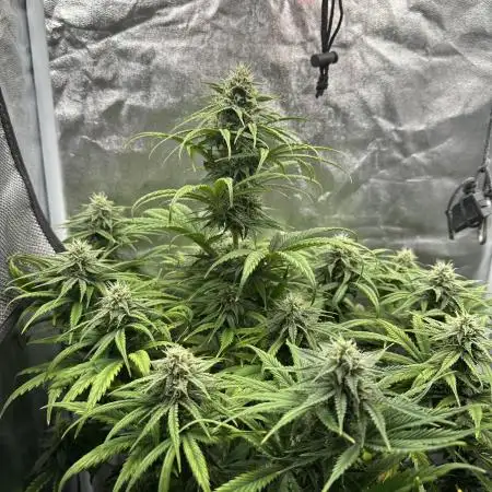 Skywalker x Toof Decay Auto