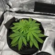 Fall 2026 Grow