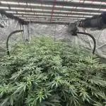 BananaCane- Fall Photos