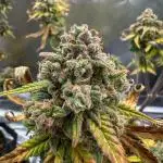 LSD-25—Summer Autos 2025