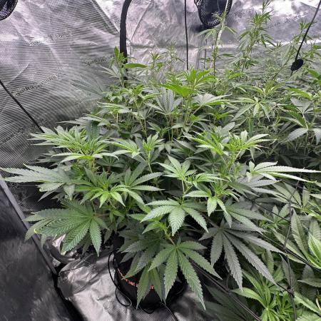 SinMint Cookies- Fall Photos