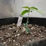 LSD-25—Summer Autos 2025