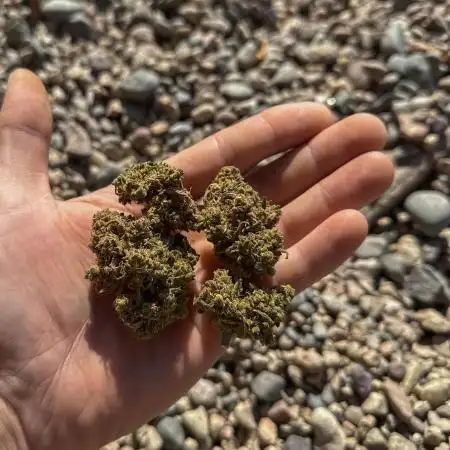 Lsd-25(#2)—Summer Autos 2025