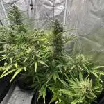 Mimosa x Orange Punch auto