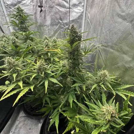 Mimosa x Orange Punch auto