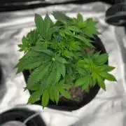 Fall 2026 Grow